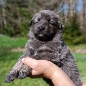Mâle bleu et argenté collier vert foncé
