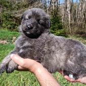 Mâle bleu et argenté collier vert foncé