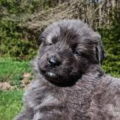 Mâle bleu et argenté collier vert foncé