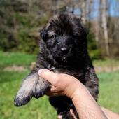 Mâle gris argenté charbonné collier noir