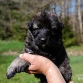 Mâle gris argenté charbonné collier noir
