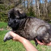 IMâle gris argenté charbonné collier noir