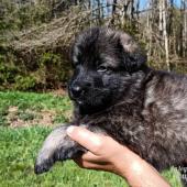 Mâle gris argenté charbonné collier noir