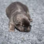 Le mâle nuancé de bleu