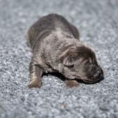 Le mâle nuancé de bleu