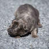 Le mâle nuancé de bleu