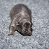 Le mâle nuancé de bleu