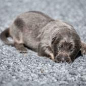 Le mâle nuancé de bleu