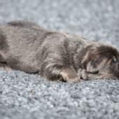 Le mâle nuancé de bleu