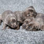 Les femelles nuancées de bleu