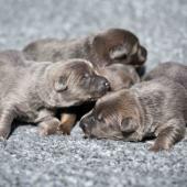 Les femelles nuancées de bleu