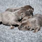 Les femelles nuancées de bleu