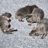 Les femelles nuancées de bleu