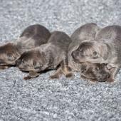 Les femelles nuancées de bleu