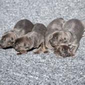 Les femelles nuancées de bleu