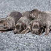 Les femelles nuancées de bleu