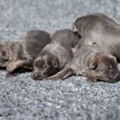 Les femelles nuancées de bleu