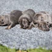 Les femelles nuancées de bleu