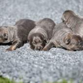 Les femelles nuancées de bleu