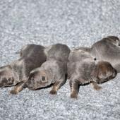 Les femelles nuancées de bleu