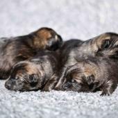 Les femelles nuancées de charbonné