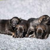 Les femelles nuancées de charbonné