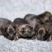 Les femelles nuancées de charbonné