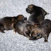 Les femelles nuancées de charbonné