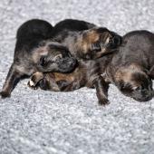 Les femelles nuancées de charbonné