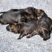 Les femelles nuancées de charbonné