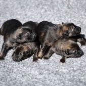 Les femelles nuancées de charbonné