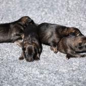 Les femelles nuancées de charbonné