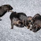 Les femelles nuancées de charbonné
