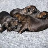 Les femelles nuancées de charbonné