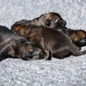 Les femelles nuancées de charbonné