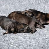 Les femelles nuancées de charbonné