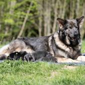 Toute la portée avec maman