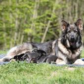 Toute la portée avec maman