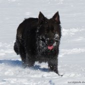 Chiots Milla-94