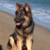 Loki Yanka 2015