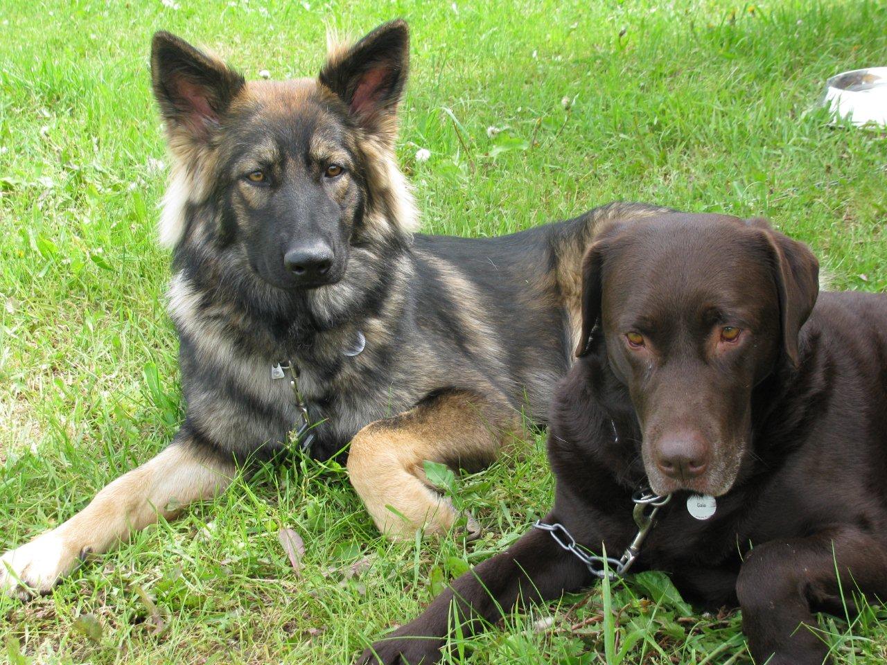 Nouvelles photos des chiens nés a l’élevage qui grandissent ...